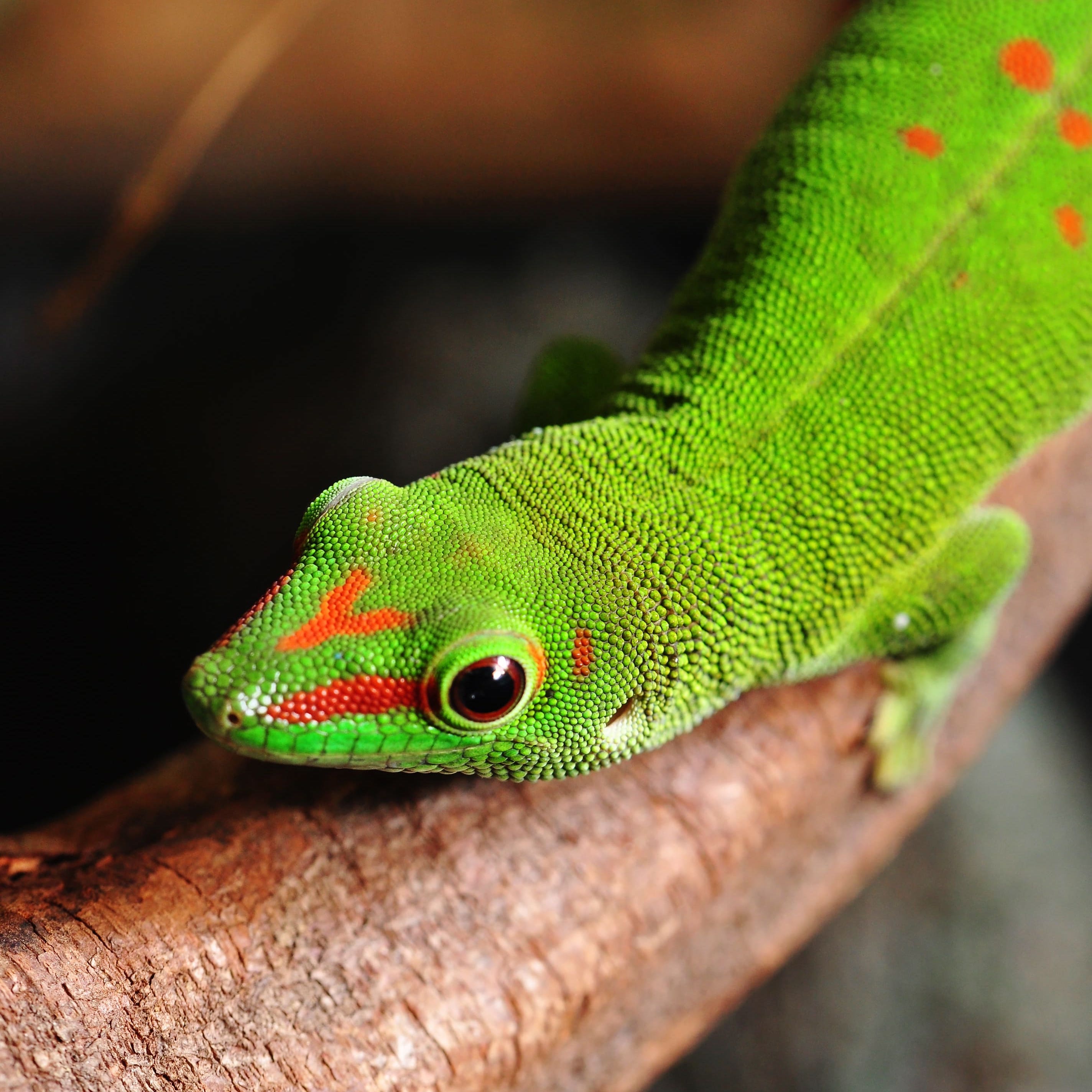 Madagascar day gecko